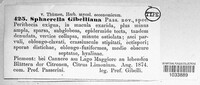 Sphaerella gibelliana image
